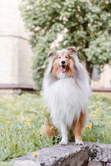 Obraz na płótnie Canvas The Rough Collie dog at spring. Dog with flowers. Fluffy red dog outdoor
