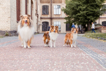 Three dogs in the town. City, urban pets. Rough Collie dog and Shetland Sheepdog dog together