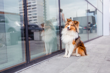 Dog in the town. City, urban pet.  Shetland Sheepdog, summer