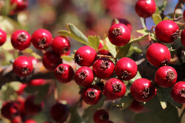 Hawthorn berries in the autumn garden