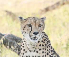 cheetah in the grass