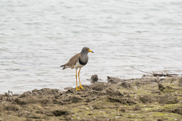 Close-up of a standing grey headed lapwing (Vanellus cinereus)