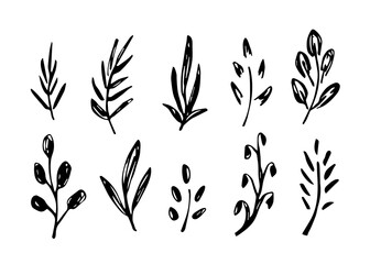 Simple hand-drawn vector drawing in black outline. Botanical set of various twigs, leaves. Ink sketch.
