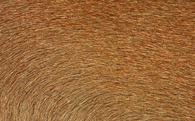 Full frame brown fur, brown deer fur for the background.