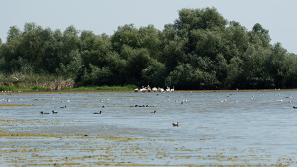 Pelicans on the coast of the Danube Delta