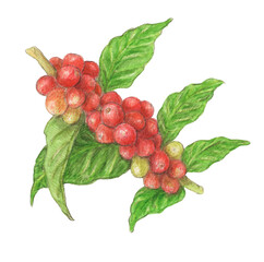 コーヒーチェリー　水彩色鉛筆イラスト