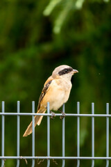 Close-up of a Long-tailed shrike sitting on a branch