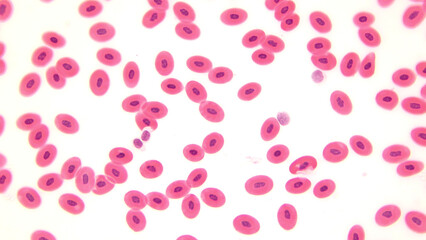 Frog blood, light microscopy.  Nucleated red blood cells. Magnification: x100. 
