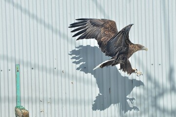 Animals - traditionally (since Aristotle) distinguished category of organisms, currently considered as a biological kingdom. Animals are the main object of study of zoology.