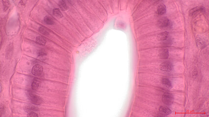 Simple columnar epithelium. Light micrograph of a renal medulla showing several collecting ducts...