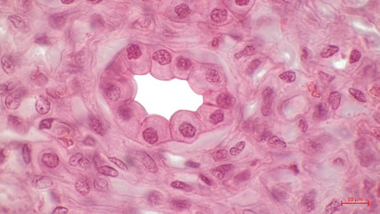 Human kidney tissue, light micrograph. Haematoxylin and eosin stain. The cuboidal epithelium of the renal tubules consists of a single layer of cuboid cells. 
