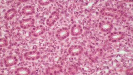 Human kidney tissue, light micrograph. Haematoxylin and eosin stain. The cuboidal epithelium of the...