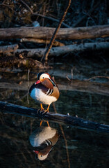 Aic galericulata madarin duck standing in front of river in Munich with reflection on water