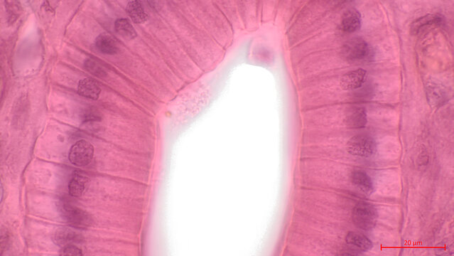 Simple columnar epithelium. Light micrograph of a renal medulla showing several collecting ducts lined by a simple columnar epithelium.  Magnification: х1000