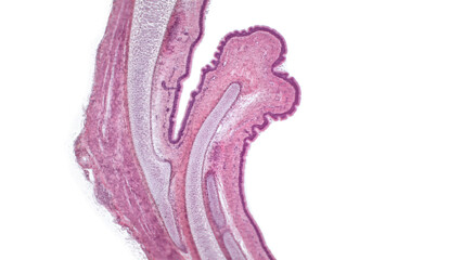 Trachea, light micrograph. Hyaline cartilage from trachea showing chondrocytes, collagen fibers and matrix.