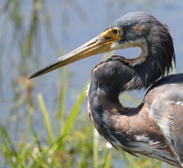 Tri Colored heron in all its glory 