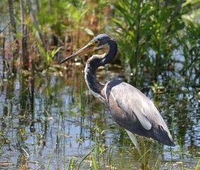 Tri Colored heron in all its glory 