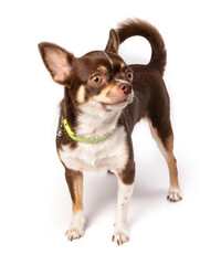 Chihuahua dog isolated on white background, Little Brown Chihuahua dog on White Background.