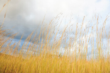 Fototapeta premium hierba amarilla