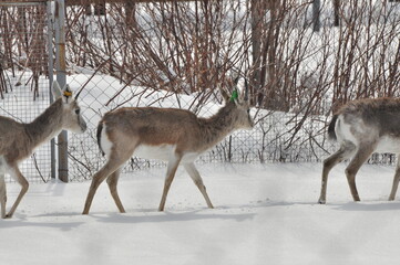 Animals - traditionally (since Aristotle) distinguished category of organisms, currently considered as a biological kingdom. Animals are the main object of study of zoology.
