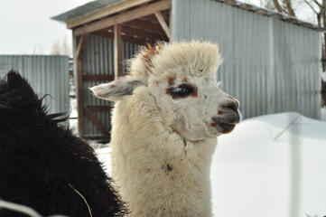 Animals - traditionally (since Aristotle) distinguished category of organisms, currently considered as a biological kingdom. Animals are the main object of study of zoology.