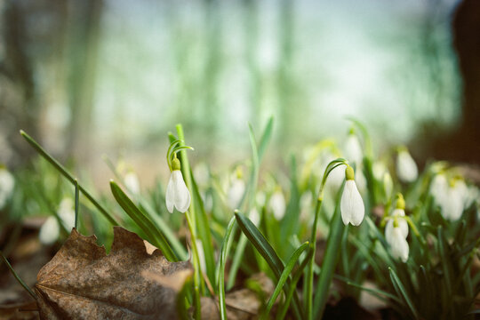 Colorful natural snowdrop flowers. Panoramic landscape in sunny day. Beautiful nature delicate white flowers field. Blooming spring meadow of light outdoors sun. Selective focus. High quality photo