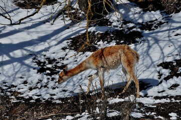 Animals - traditionally (since Aristotle) distinguished category of organisms, currently considered as a biological kingdom. Animals are the main object of study of zoology.