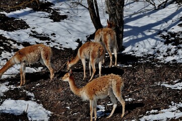 Animals - traditionally (since Aristotle) distinguished category of organisms, currently considered as a biological kingdom. Animals are the main object of study of zoology.