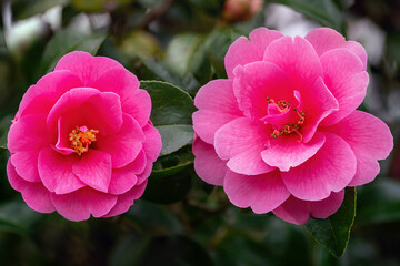Camelia tree blossoms in spring. Close up.