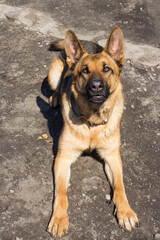 Cute german shepherd lies on the ground and looks playfully at the camera. A playful dog obeys the command to lie down. Young german shepherd training on a spring sunny day