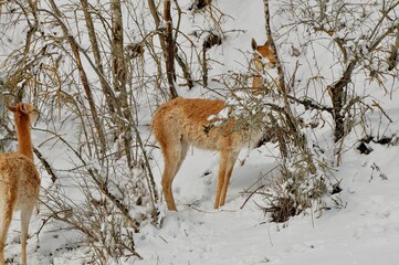 Animals - traditionally (since Aristotle) distinguished category of organisms, currently considered as a biological kingdom. Animals are the main object of study of zoology.