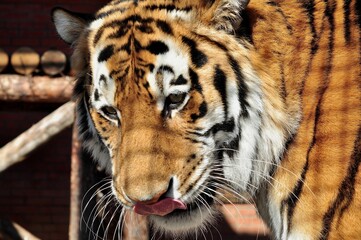 Animals - traditionally (since Aristotle) distinguished category of organisms, currently considered as a biological kingdom. Animals are the main object of study of zoology.