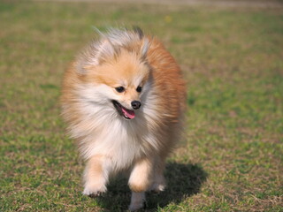 走るポメラニアン