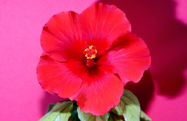Fototapeta premium red hibiscus flower