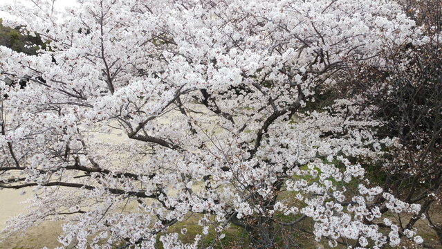 『さくら周南緑地公園』でドローン撮影！桜の森が美しい！　＃桜　＃キリンビバレッジ周南 さくら周南緑地公園」は、山口県周南市にある公園で、春には約1700本の桜が咲き誇ります。特に「桜の森」は、まるでピンク色の絨毯