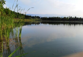 reflection of trees in water