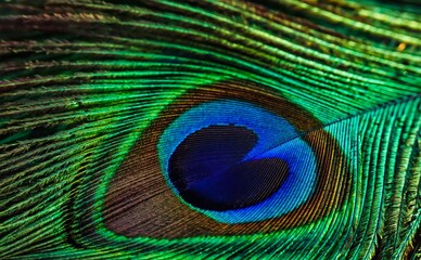 Fototapeta premium Peacock feather close up. Peafowl feather. Abstract background. Mor pankh.