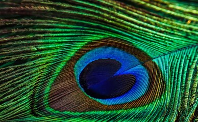 Peacock  feather close up. Peafowl feather. Abstract background. Mor pankh.