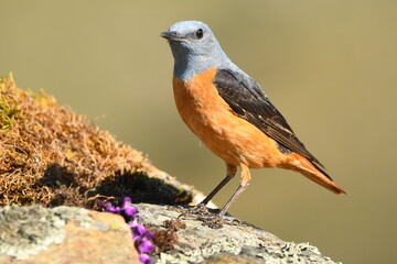 roquero rojo en la sierra en primavera