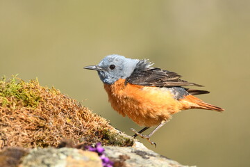 roquero rojo en la sierra en primavera