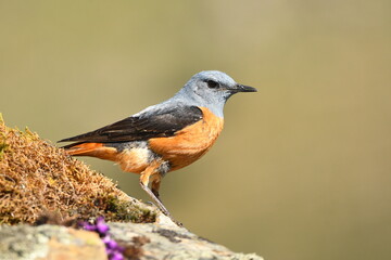 roquero rojo en la sierra en primavera