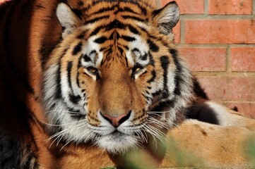 Animals - traditionally (since Aristotle) distinguished category of organisms, currently considered as a biological kingdom. Animals are the main object of study of zoology.