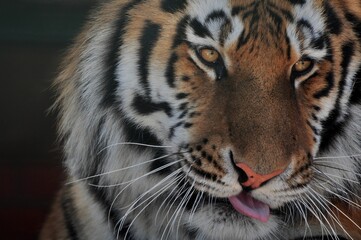 Animals - traditionally (since Aristotle) distinguished category of organisms, currently considered as a biological kingdom. Animals are the main object of study of zoology.