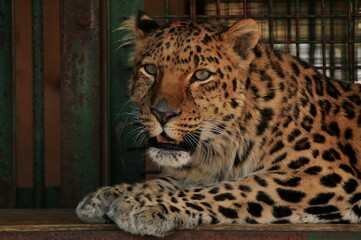 Animals - traditionally (since Aristotle) distinguished category of organisms, currently considered as a biological kingdom. Animals are the main object of study of zoology.