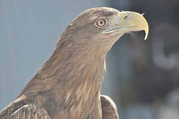 Animals - traditionally (since Aristotle) distinguished category of organisms, currently considered as a biological kingdom. Animals are the main object of study of zoology.