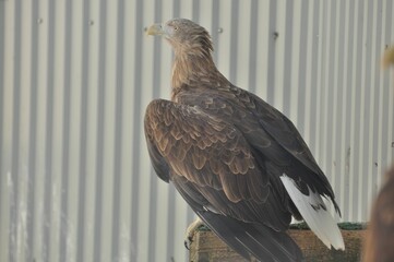 Animals - traditionally (since Aristotle) distinguished category of organisms, currently considered as a biological kingdom. Animals are the main object of study of zoology.