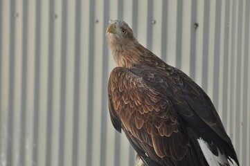 Animals - traditionally (since Aristotle) distinguished category of organisms, currently considered as a biological kingdom. Animals are the main object of study of zoology.