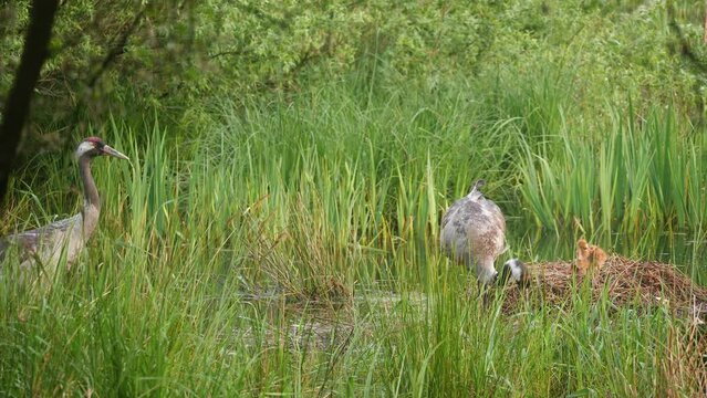 Kraniche zusammen mit ihren neugeborenen K&uuml;ken am Nest
