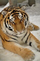 Animals - traditionally (since Aristotle) distinguished category of organisms, currently considered as a biological kingdom. Animals are the main object of study of zoology.