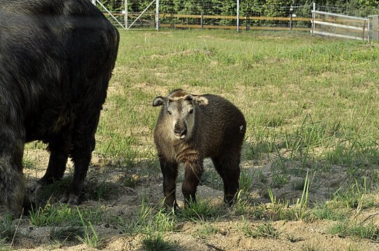 Animals - traditionally (since Aristotle) distinguished category of organisms, currently considered as a biological kingdom. Animals are the main object of study of zoology.